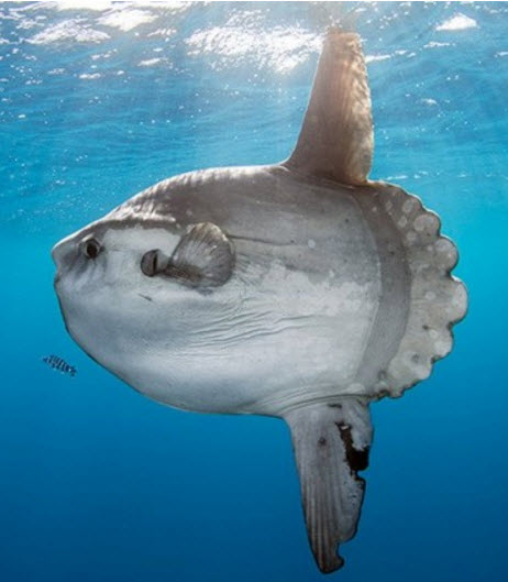 Mola mola_03.jpg
